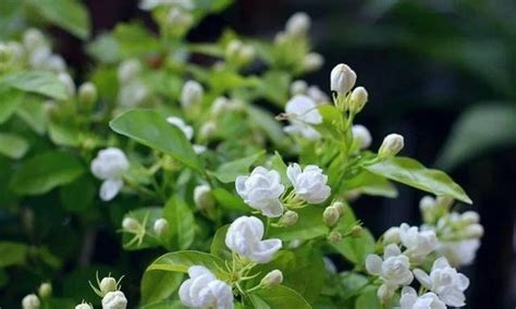 茉莉花可以种在室内吗|茉莉花的种植方法及养护（打造迷人花园）